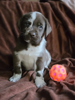 Labrador ,abgabebereit, Familienhunde,in liebevolle Hände 