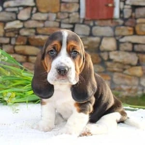 Reinrassige Basset-Hound-Welpen abzugeben. 