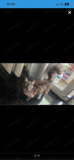 Unsere Katzen suchen ein liebevolles Zuhause mit Garten