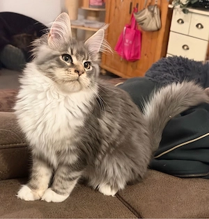 XXL Maine Coon Kitten Mädchen 5 Monate alt , Katze 