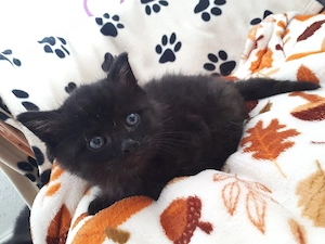 Bkh kitten 8 wochen alt suchen ein liebevolles zuhhause