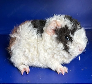 Peruaner und Lunkarya Meerschweinchen