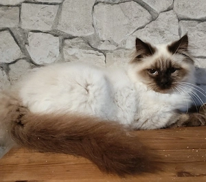 Noch ein traumhaft schönes Britisch Langhaar Katerchen 