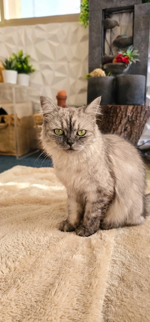 Wunderschöne Katze mit flauschigem Fell   1 Jahr und 2 Monate