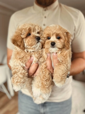 F1-Maltipoo-Welpen zum Verkauf