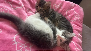 Kitten türkisch Angora mix 