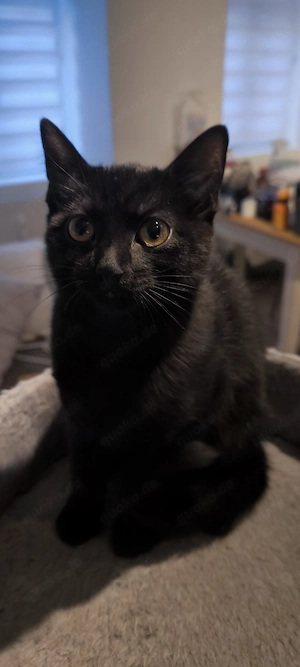 Zwei kleine kitten abzugeben.