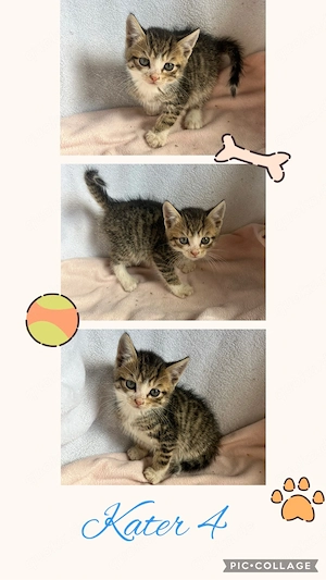 Babykatzen Katzenbabys