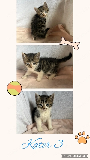 Babykatzen Katzenbabys
