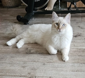 Heiliger Birma Kater