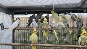 Zuchtreife und Nestjunge Nymphensittiche 
