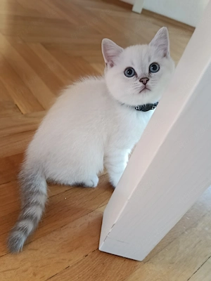 Zuckersüße BKH Kitten (10 Wochen alt)  abgabebereit 3 Mädchen & 1Jungse suchen ein Zuhause!