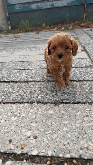 toy pudel cavapoo