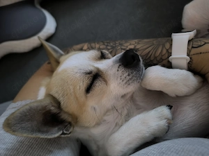 Chihuahua Rüde Rocky