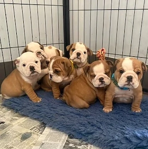   Englische Bulldoggenwelpen suchen ein liebevolles Zuhause   