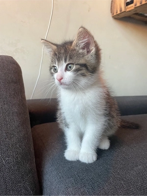 drei Kittens abzugeben