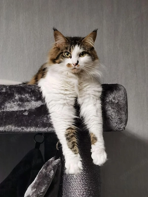 Norwegische Waldkatze