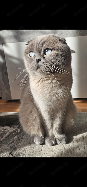 Wunderschöner, reinrassiger Kater
