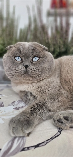 Wunderschöner, reinrassiger Kater