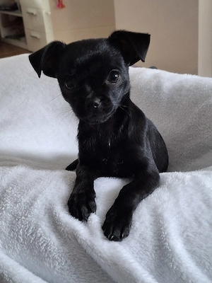 Chihuahua Mix Welpe
