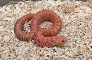 Heterodon Nasicus, Hakennasennatter, Sunburst 