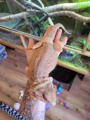 Bartagamen mit Terrarium