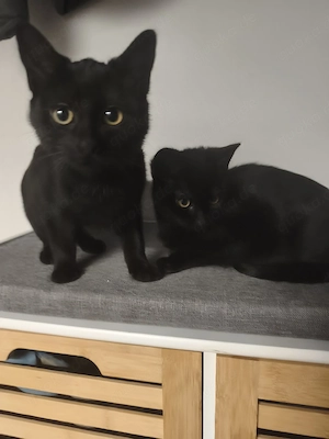 Zwei weibliche Kitten abzugeben 