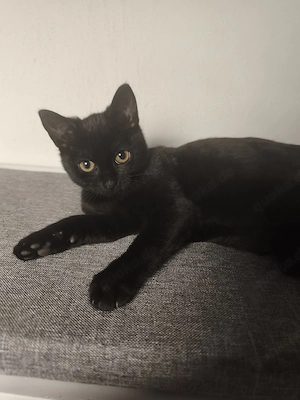 Zwei weibliche Kitten abzugeben 