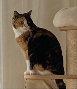 Katze sucht neues Zuhause