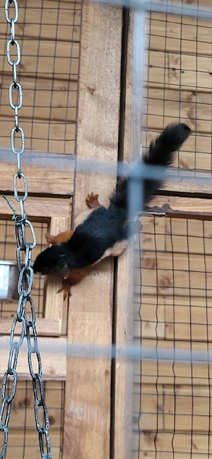 schönhörnchen prevosti raflesi