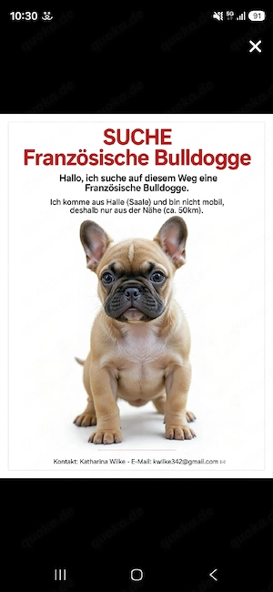 französische bulldogge 