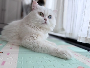 Katze Perser-Mix