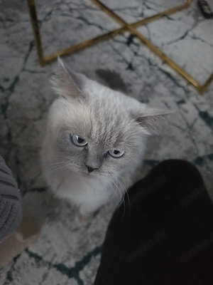 BKH Katze Blue Point 