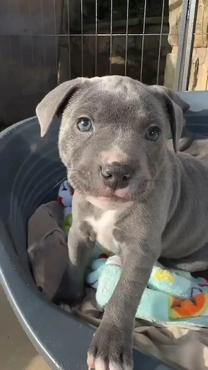 Bezaubernde American Pitbull Terrier Welpen abzugeben