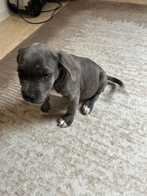 Presa Canario x Cane Corso 