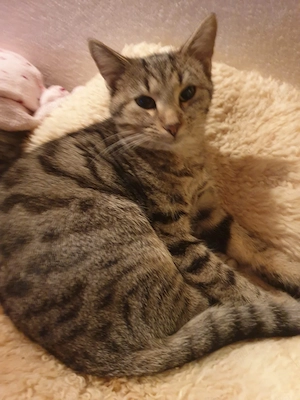 Ein kleiner Tiger mit einer großen Schwäche fürs Kuscheln