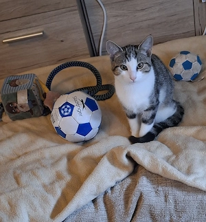 Junge Katze , kleine Prinzessin 
