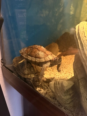 ZU VERSCHENKEN - Aquarium 200 Liter   mit zwei Ouachita-Höckerschildkröten 