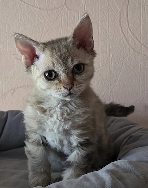Süßer Selkirk Rex Kater mit Ahnentafel 