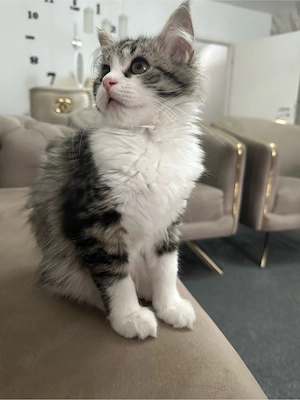 katze 3 Monat alt