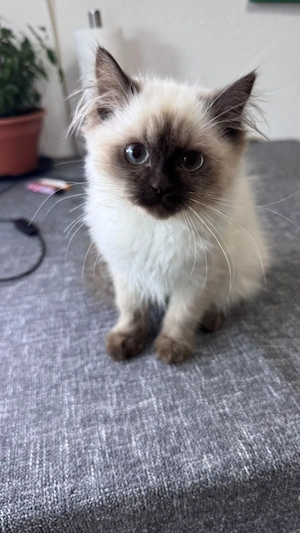 Wunderschöne männliche Katzen sucht neues Zuhause 