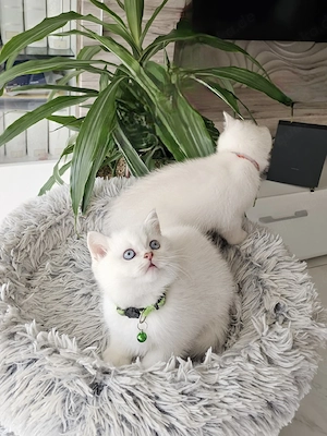 BKH Kitten Kätzchen Britisch Kurzhaar Katzenbaby 