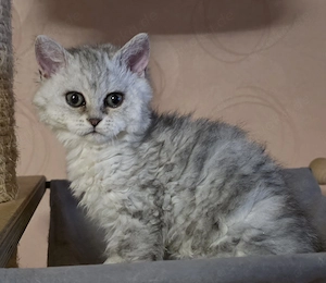 Süßes Selkirk Rex Mädchen mit Ahnentafel 