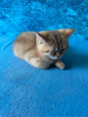 Katze Britsch Kurzhaar Kitten BKH