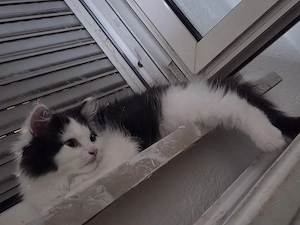 Main Coon 