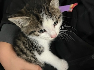 Kitten Katzenbaby Kätzchen Katze