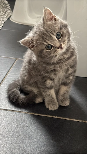 BKH Kitte 
