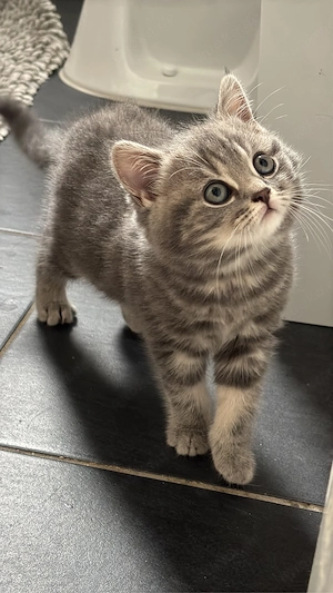 BKH Kitte 