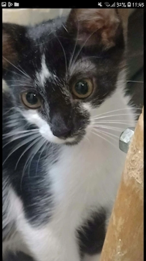 Bildhübscher schwarzweisser Kater, *7.5.26