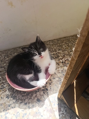 Süße Maus sucht ihr zu Hause!!
